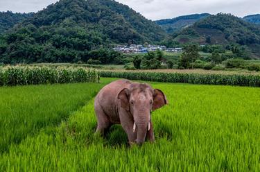 國道之行 從雪山奔向大海｜12年，大象&ldquo;逛吃團&rdquo;在這里流連忘返