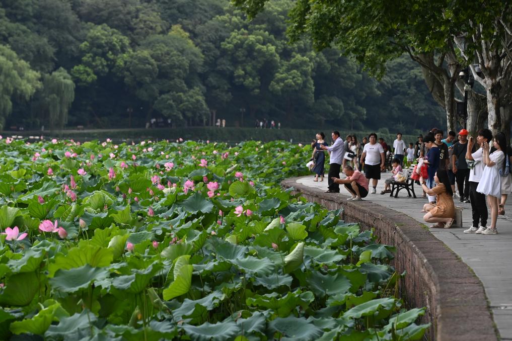 西湖賞荷正當時(shí)