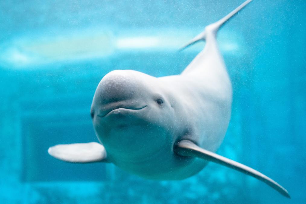 新時(shí)代中國調研行&middot;長(cháng)江篇丨守護&ldquo;長(cháng)江的微笑&rdquo;