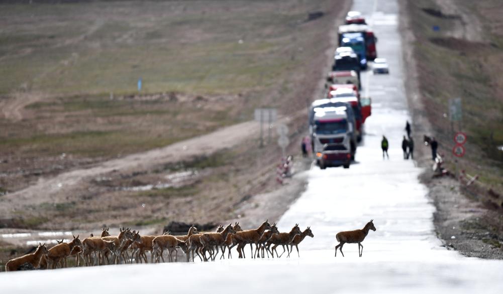 青?？煽晌骼锊亓缪蜻M(jìn)入回遷高峰期