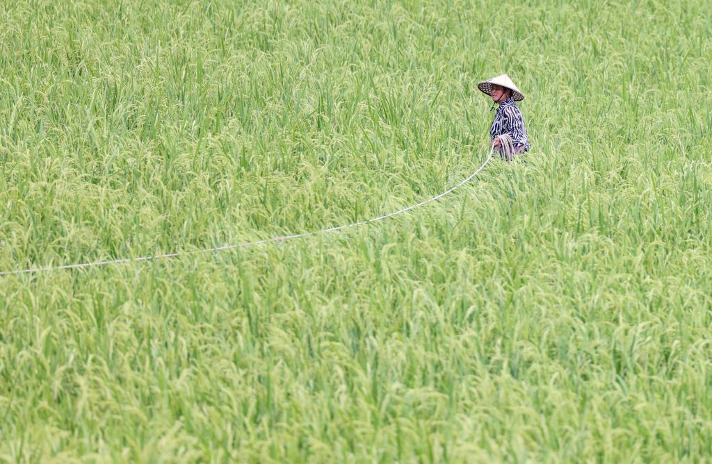 貴州岑鞏：雜交水稻制種&ldquo;趕花&rdquo;忙