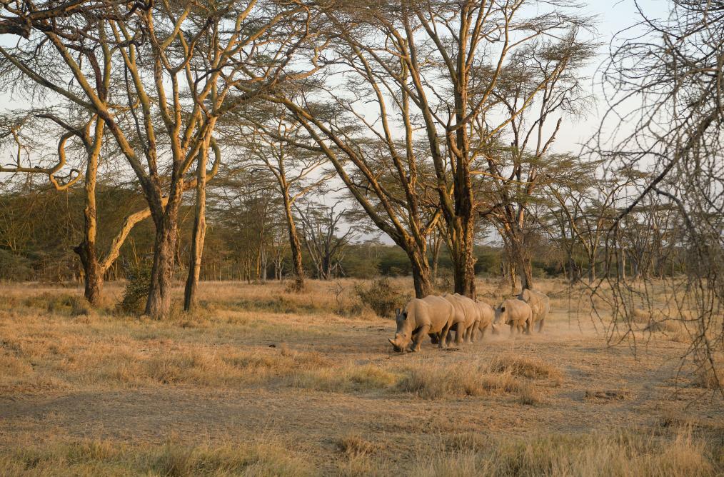 暑假請到非洲來(lái)旅游&mdash;&mdash;肯尼亞