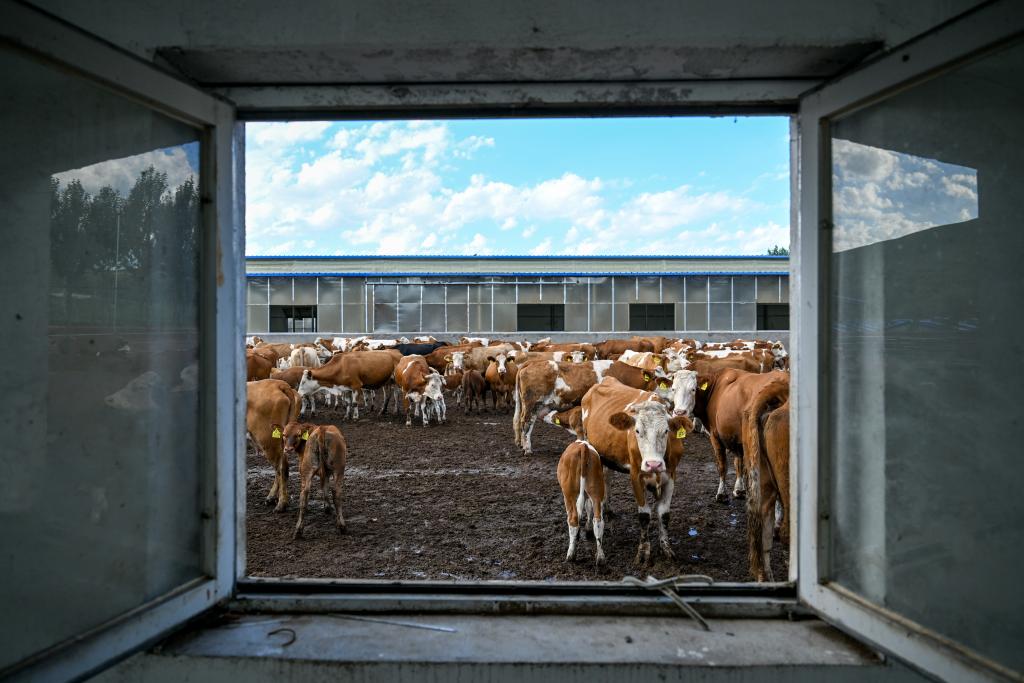 高質(zhì)量發(fā)展調研行丨&ldquo;寄母收犢&rdquo;富農家