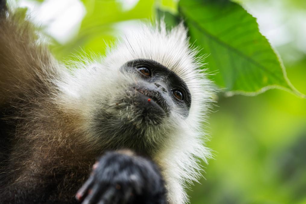 國道之行 從雪山奔向大海丨追蹤&ldquo;石山精靈&rdquo;
