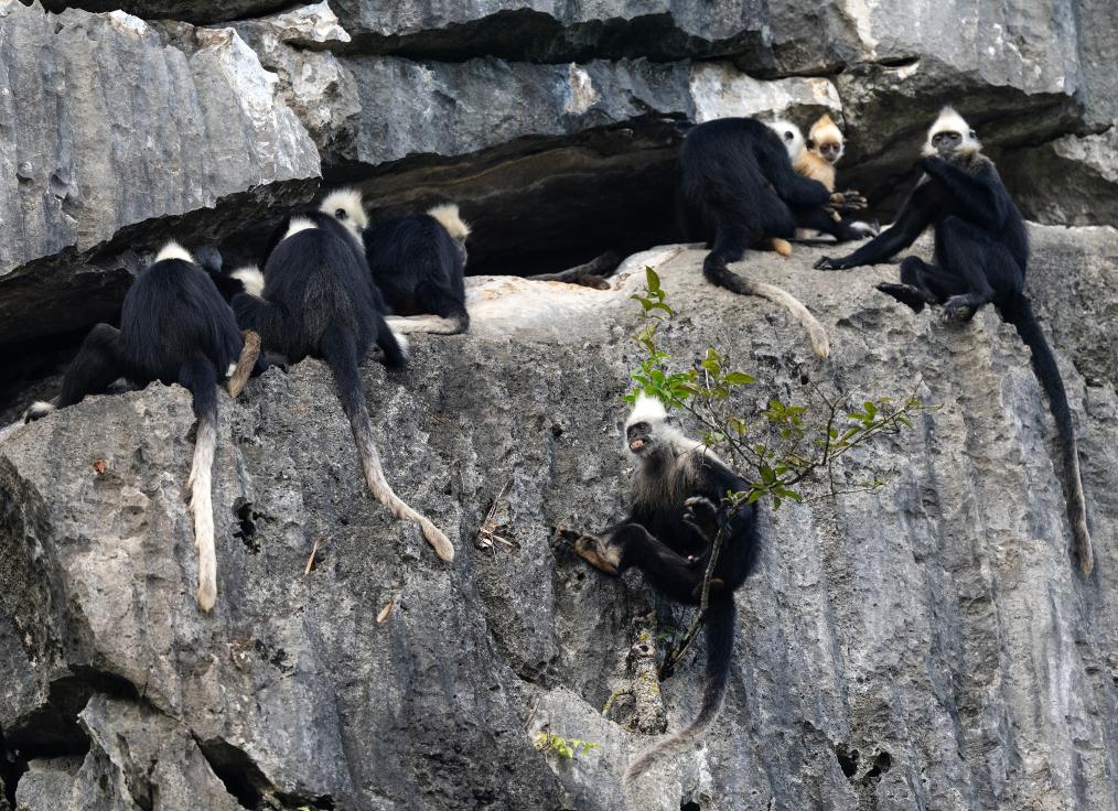 國道之行 從雪山奔向大海丨身上爬滿(mǎn)蚊蟲(chóng)，他們笑看&ldquo;石山精靈&rdquo;翩翩起舞