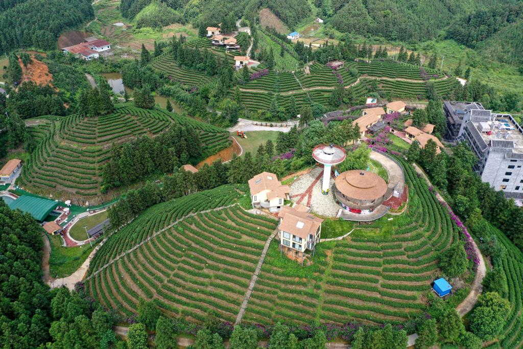 粵桂協(xié)作助苗鄉茶業(yè)融合發(fā)展