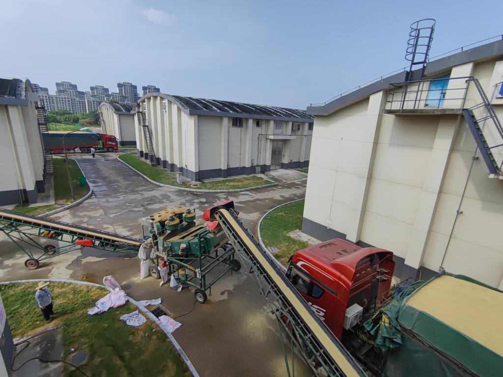 江西南昌：夏糧收購忙 稻香盈滿(mǎn)倉