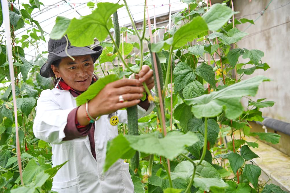 西藏措勤：產(chǎn)業(yè)園區助民增收