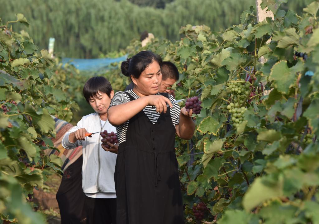 河北威縣：家庭農場(chǎng)拓寬農民增收渠道