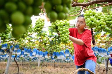&ldquo;95后&rdquo;海歸碩士變身田園&ldquo;創(chuàng  )客&rdquo;