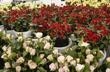 甘肅臨夏：高原鮮切玫瑰俏銷(xiāo)國內外