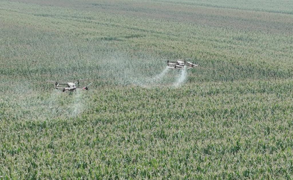 山東樂(lè )陵： &ldquo;一防雙減&rdquo;統防統治 助力秋糧穩產(chǎn)豐收