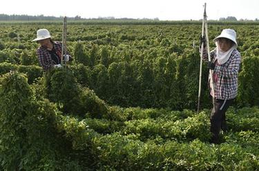 河南溫縣：土里&ldquo;淘金&rdquo;挖山藥
