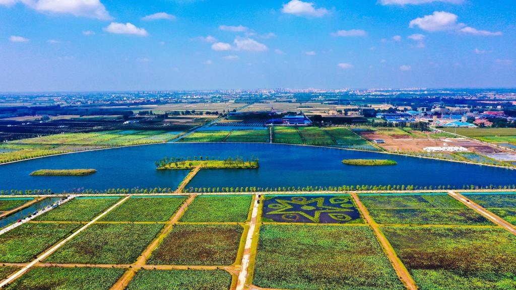 山東鄆城：采煤塌陷地變身農文旅&ldquo;聚寶盆&rdquo;