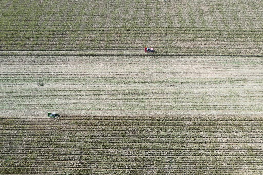 甘肅張掖：?jiǎn)?dòng)玉米機械化收獲慶豐收