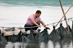 江蘇淮安：捕撈大閘蟹 供應市場(chǎng)