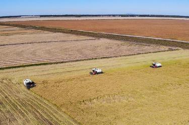 &ldquo;北大倉&rdquo;秋收忙