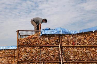 河南寶豐：秋糧收購平穩有序