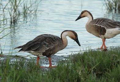 河北北戴河：生態(tài)&ldquo;筑巢&rdquo;鳥(niǎo)兒舞翩躚