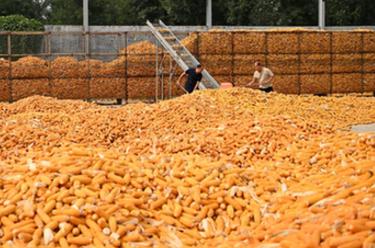 河北隆堯：秋收時(shí)節好&ldquo;豐&rdquo;景