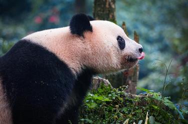 大熊貓&ldquo;香香&rdquo;與公眾見(jiàn)面