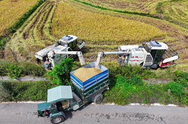 長(cháng)沙:金秋稻田喜收獲