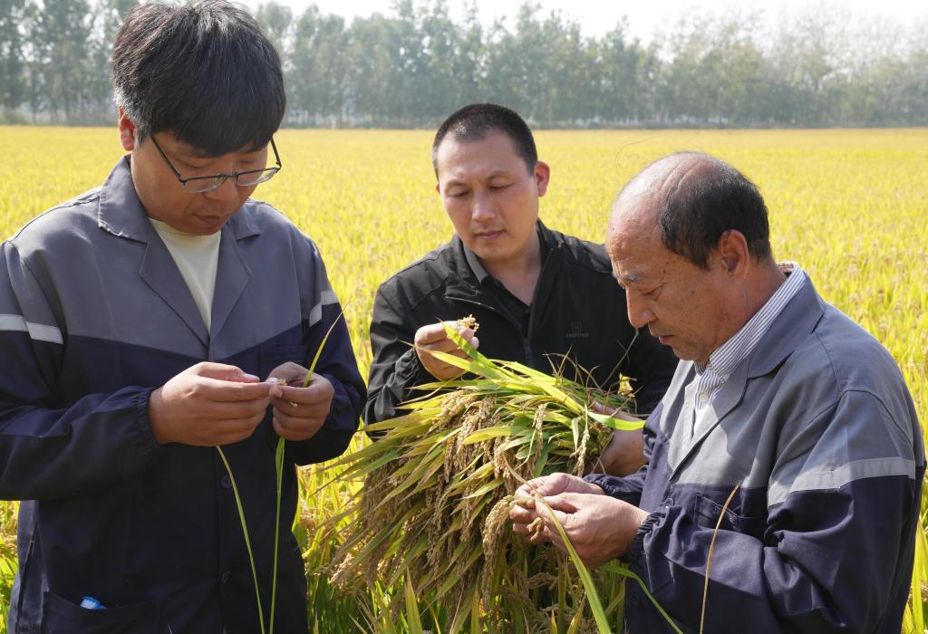 河北唐山：&ldquo;土壤重構&rdquo;造糧川