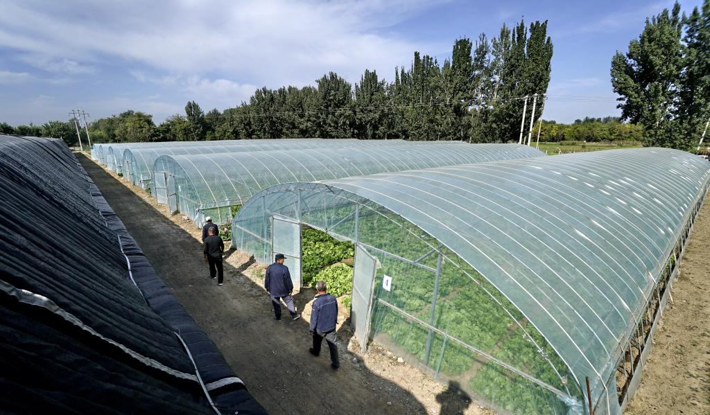 鄉村行&middot;看振興丨攜手走上致富路