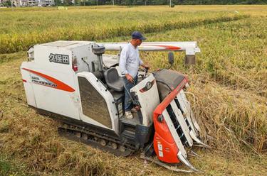 浙江臨安：山鄉生態(tài)稻米迎豐收
