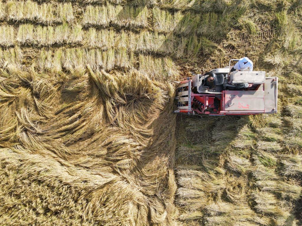 新疆沙漠邊緣萬(wàn)畝連片耐鹽堿水稻實(shí)測高產(chǎn)