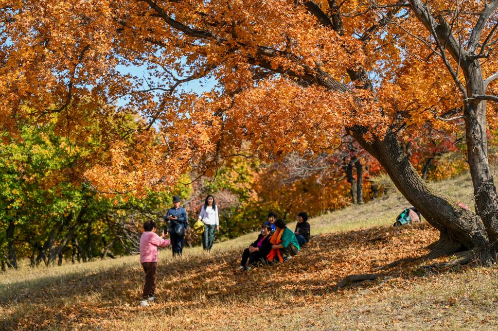 美麗中國丨秋日楓林美如畫(huà)