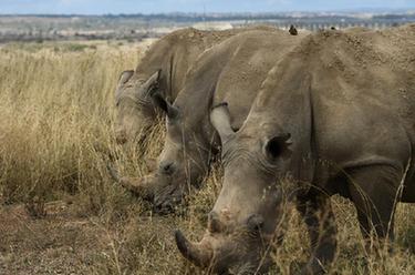 內羅畢國家公園的野生動(dòng)物