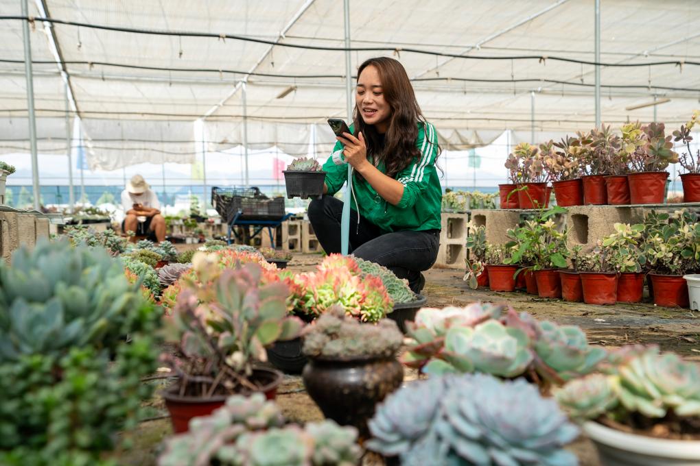 鄉村行&middot;看振興丨云南晉寧：&ldquo;鄉村星主播&rdquo;開(kāi)拓多肉植物市場(chǎng)
