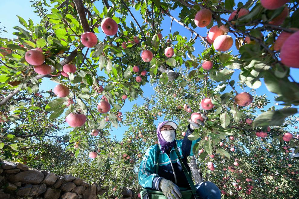 &ldquo;國光蘋(píng)果之鄉&rdquo;金秋收獲忙