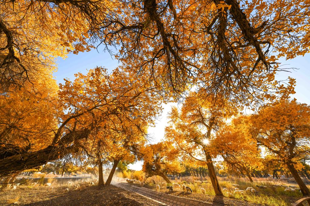 金秋額濟納 胡楊美如畫(huà)