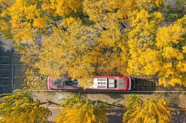 長(cháng)春：保留落葉 讓秋景融入城市