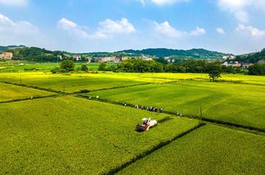 湖南雙峰：&ldquo;稻再油&rdquo;示范片&ldquo;一田三收&rdquo;促增產(chǎn)