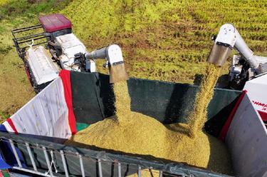 湖南瀏陽(yáng)：科技助力秋糧歸倉