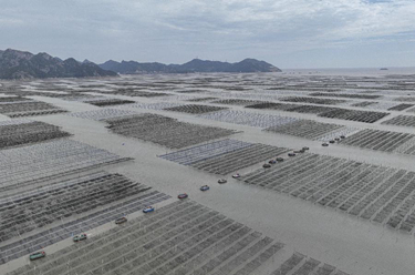 浙江蒼南：&ldquo;頭水紫菜&rdquo;進(jìn)入采收期