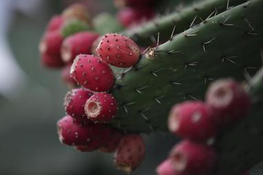 鏡頭連中外丨中墨兩種&ldquo;黃金果&rdquo;&mdash;&mdash;一樣的豐收甜蜜