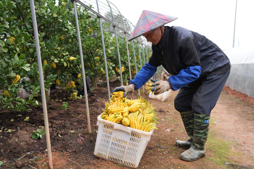 &ldquo;金佛手&rdquo;飄香