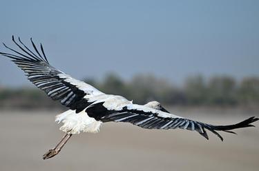 &ldquo;鳥(niǎo)類(lèi)大熊貓&rdquo;&mdash;&mdash;東方白鸛七里海放飛