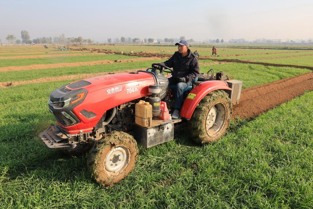 河北晉州：推進(jìn)高標準良田建設