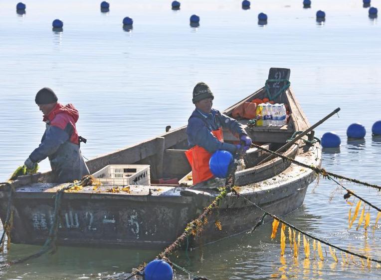 山東榮成：&ldquo;海帶之都&rdquo;海帶&ldquo;播種&rdquo;忙