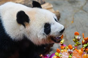 ?？冢簯c祝&ldquo;熊貓兄弟&rdquo;登島五周年