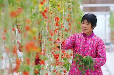 河北平山：特色產(chǎn)業(yè)持續發(fā)力推動(dòng)鄉村振興