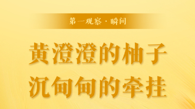 第一觀(guān)察·瞬間丨黃澄澄的柚子，沉甸甸的牽掛