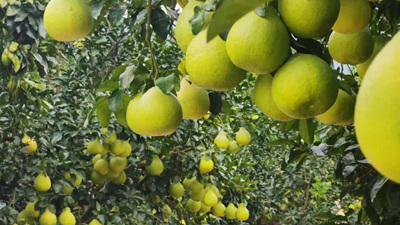 和總書(shū)記面對面丨我們的生活像金柚一樣甜美