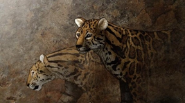 遠古發(fā)現丨追虎尋源之一：虎從何來(lái)？