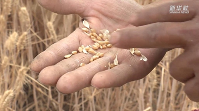 &ldquo;關(guān)中第一鐮&rdquo;開(kāi)鐮收麥啦！未來(lái)半個(gè)月，關(guān)中平原滿(mǎn)眼金黃